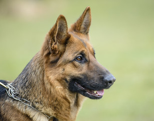 Portrait of German shepherd