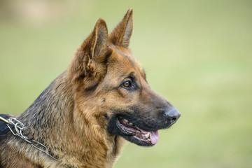 Portrait of German shepherd