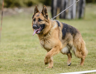 German shepherd
