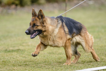 German shepherd