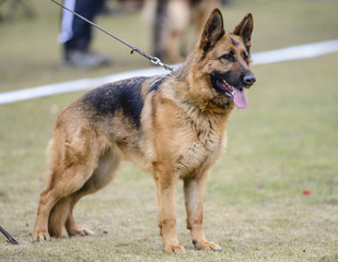 German shepherd