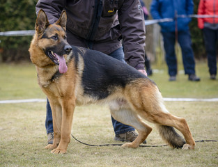 German shepherd