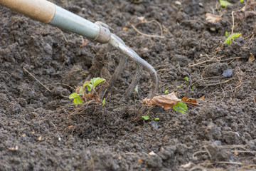 Beet im garten bearbeiten