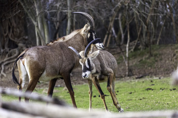 mating strategies in male antelopes