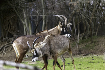 Naklejka na ściany i meble mating strategies in male antelopes