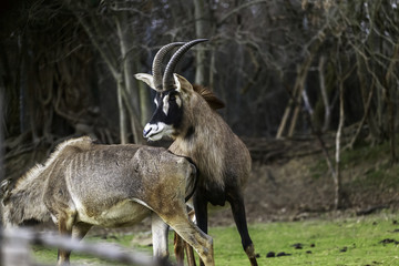 Naklejka na ściany i meble mating strategies in male antelopes