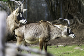 mating strategies in male antelopes