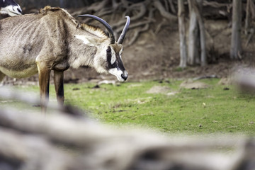 mating strategies in male antelopes
