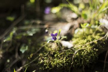 purple on the moss