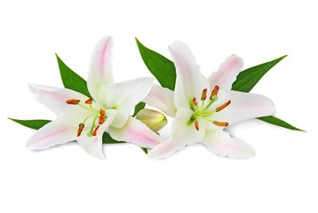 Two Beautiful white Lilies with bud isolated on white background, including clipping path without shade.