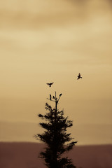 birds flying and roosting in tree Dolly Sods