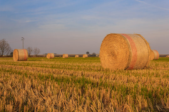 close-up of a hay cylindrical bale in a farmland /  expanse of hay cylindrical bales in a farmland at sunset