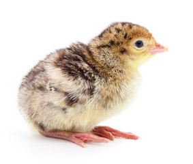 Obraz premium Chicken turkey isolated