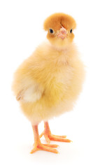 Obraz premium Small yellow chicken