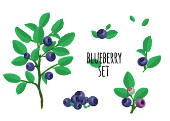 Blueberries and leaves vector set. Colorful illustration, isolated elements.