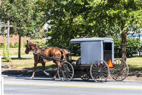 Amish Horse and Buggy on a Sunny Summer Day