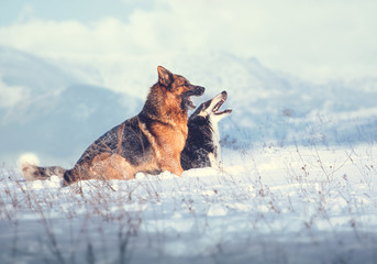 German shepherd and black with white Russian borzoi sit in the snow and sing a song against the background of snow-capped mountains