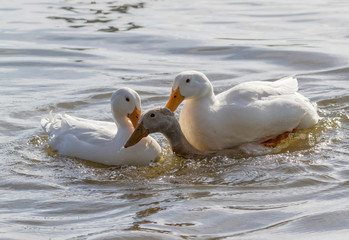 Ducks Mating