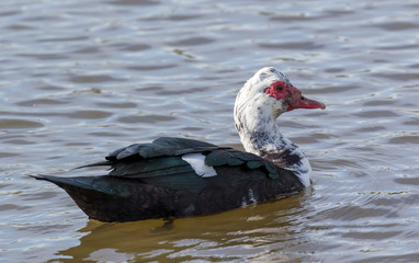 A Muscovy Duck out swiming