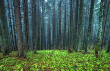 Forest as a background. Beautiful natural landscape in the spring time
