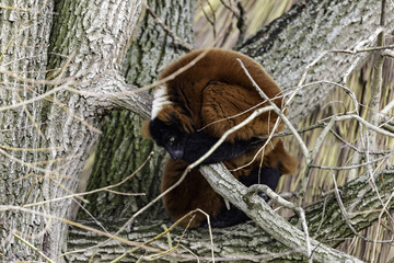 Red ruffed lemur in detail