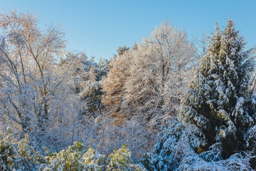  a white winter landscape / view of snow covered trees