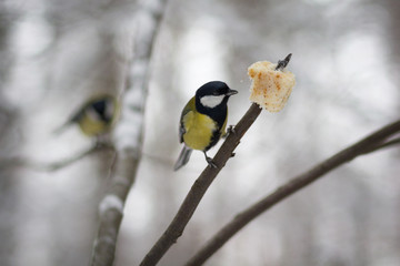 Fototapeta premium Titmouse sits on a branch and pecks a piece of bread. Birds