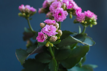 Pink decorative flowers on the blue background. Concept of the beauty, life, spring, youth, summer.