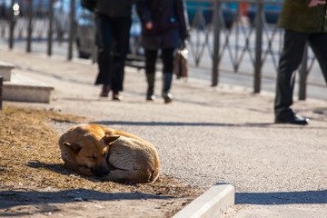 homeless dog sleeping on the street
