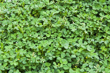 Obraz premium A lush green background and texture