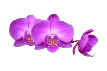 Naklejka na ściany i meble Orchideen isoliert auf weiss
