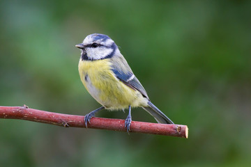 Obraz premium Blaumeise 2