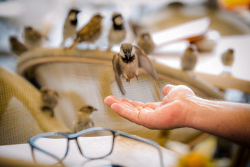 wróble © magdalena