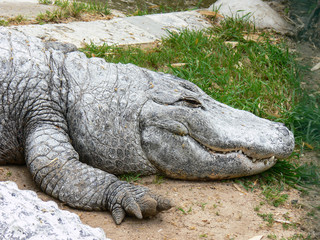 Crocodilo fora do seu habitat, num jardim zoologico