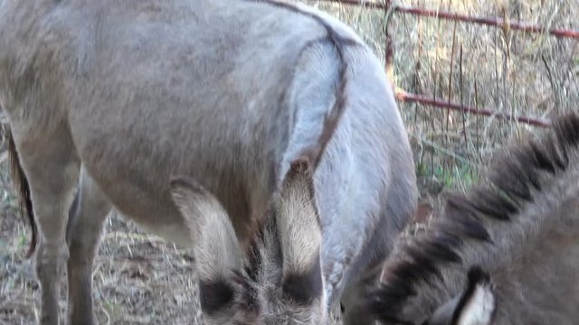 View of two young cute donkeys eating food.