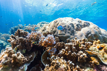 Coral reef underwater