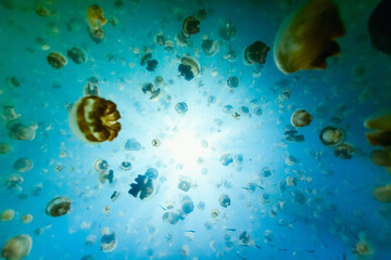 Jellyfish Lake