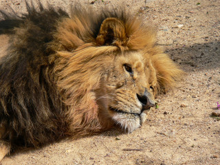 Leão num jardim zoológico