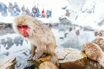 Obraz premium Snow Monkeys