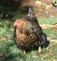 Chicken walking through wet grass