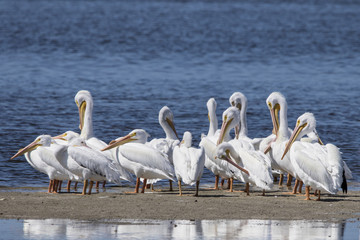 Breeding adult American White Pelicans (Pelicanus erythrorhynchos)  