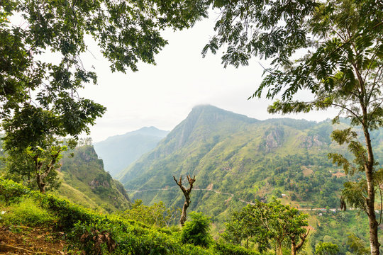 Ella tea plantations views