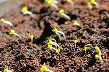 Small green seedling of arugula growing from soil in organic vegetable garden. arugula has grown in popularity as a microgreen and known as a superfood very easy to grow in your garden