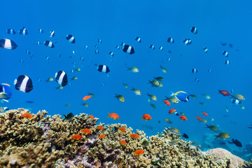 Coral reef underwater