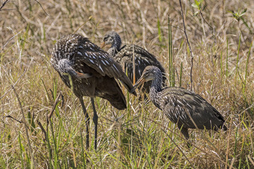 Obraz premium Adult and juvenile Limpkins (Aramus guarauna), in marshland