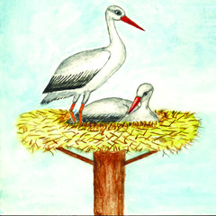 Fototapeta premium Nest of stork