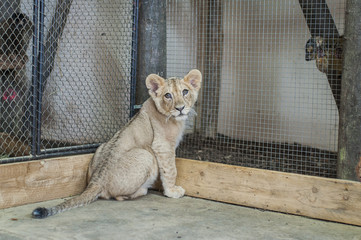 Young small lion