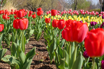 Obraz premium Tulips