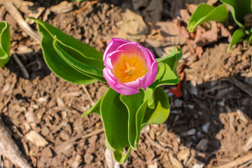 Tulip Down View