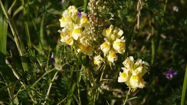Linaria vulgaris. Wildflowers in country field. HD video footage static camera